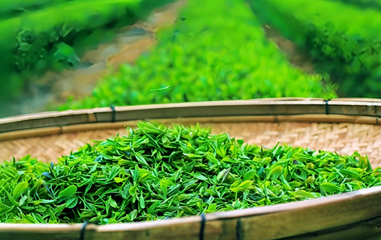 茶香微胶囊技术的前沿探索